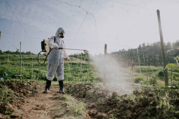 Best Pest Control for Homes  in Wickenburg, AZ