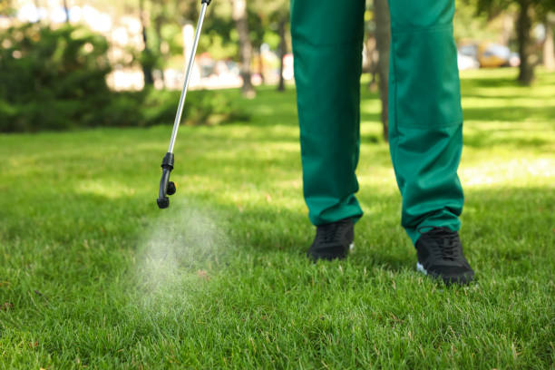 Best Termite Control Services  in Wickenburg, AZ
