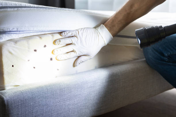 Best Cockroach Control Services  in Wickenburg, AZ